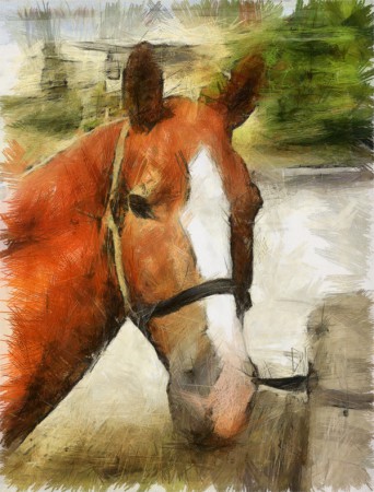 Polo 50 x 70 300 dpi
